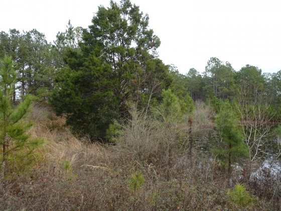 Defuniak Springs, Florida 32433, ,Land,For Sale,MOSLEY RD,863172