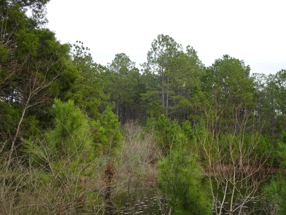 Defuniak Springs, Florida 32433, ,Land,For Sale,MOSLEY RD,863172