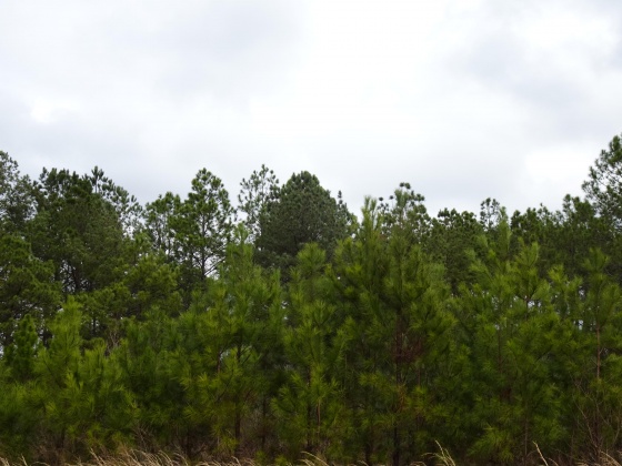 Defuniak Springs, Florida 32433, ,Land,For Sale,MOSLEY RD,863172