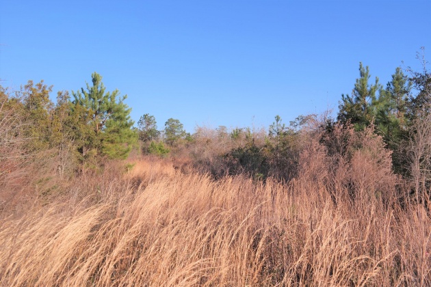 Bonifay, Florida 32425, ,Land,For Sale,Hwy 179,863840