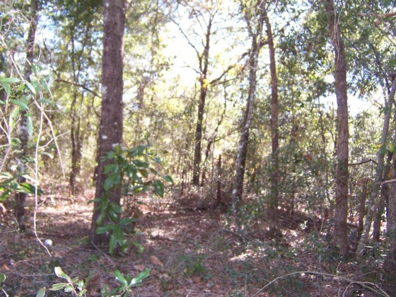 Defuniak Springs, Florida 32433, ,Land,For Sale,Martin,863961