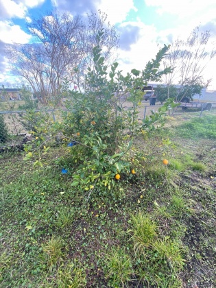 Lynn Haven, Florida 32444, ,Land,For Sale,Harvard,864051