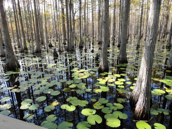 Santa Rosa Beach, Florida 32459, 3 Bedrooms Bedrooms, ,4 BathroomsBathrooms,Residential,For Sale,Cypress,864085