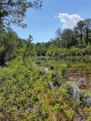 Crestview, Florida 32539, ,Land,For Sale,Pine,864306