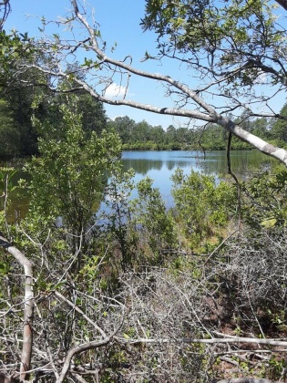 Crestview, Florida 32539, ,Land,For Sale,Pine,864306