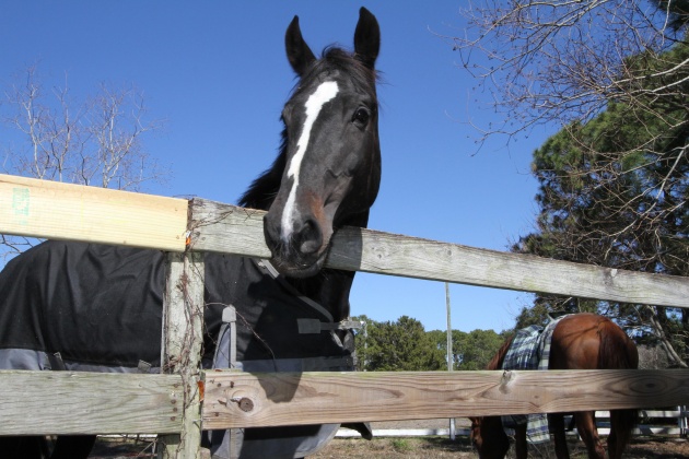Destin, Florida 32541, 4 Bedrooms Bedrooms, ,3 BathroomsBathrooms,Residential,For Sale,Sand Myrtle,864525