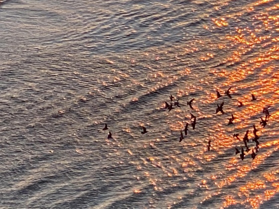 Destin, Florida 32541, 4 Bedrooms Bedrooms, ,4 BathroomsBathrooms,Residential,For Sale,Scenic Highway 98,863914