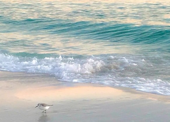 Destin, Florida 32541, 4 Bedrooms Bedrooms, ,4 BathroomsBathrooms,Residential,For Sale,Scenic Highway 98,863914