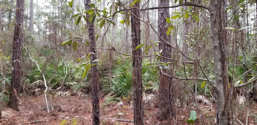 Santa Rosa Beach, Florida 32459, ,Land,For Sale,12th (Block 56),864931