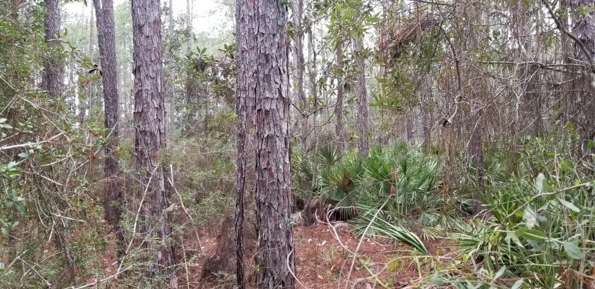 Santa Rosa Beach, Florida 32459, ,Land,For Sale,12th (Block 56),864931