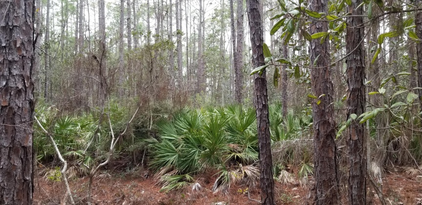 Santa Rosa Beach, Florida 32459, ,Land,For Sale,12th (Block 56),864931