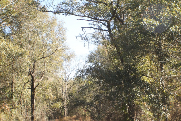 Milton, Florida 32570, ,Land,For Sale,Forest Hills,865434