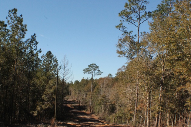 Milton, Florida 32570, ,Land,For Sale,Forest Hills,865434