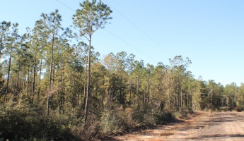 Milton, Florida 32570, ,Land,For Sale,Forest Hills,865434