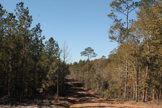 Milton, Florida 32570, ,Land,For Sale,Forest Hills,865434