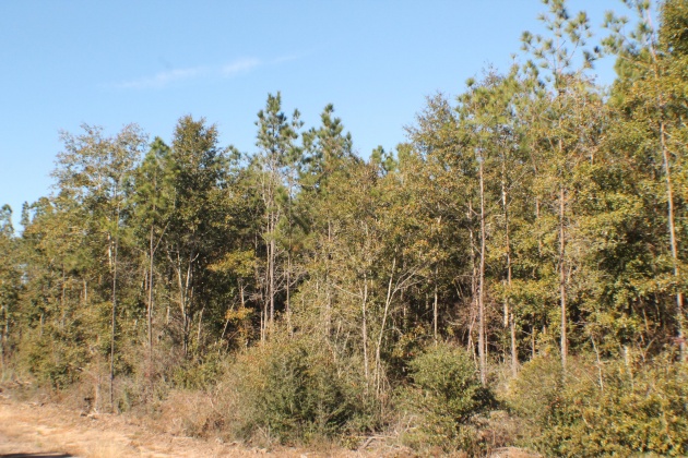 Milton, Florida 32570, ,Land,For Sale,Forest Hills,865434