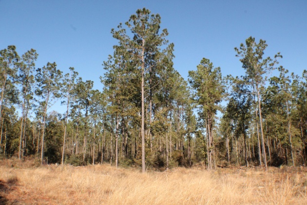 Milton, Florida 32570, ,Land,For Sale,Forest Hills,865434