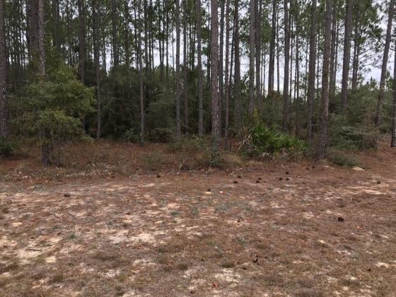Freeport, Florida 32439, ,Land,For Sale,Drifted Sand,865440