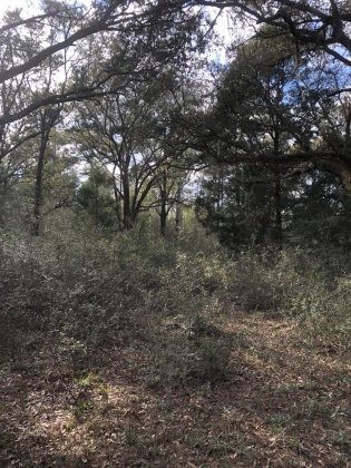 Ponce De Leon, Florida 32455, ,Land,For Sale,Shaver,865467