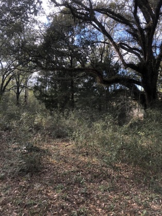 Ponce De Leon, Florida 32455, ,Land,For Sale,Shaver,865467