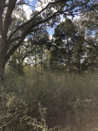 Ponce De Leon, Florida 32455, ,Land,For Sale,Shaver,865467