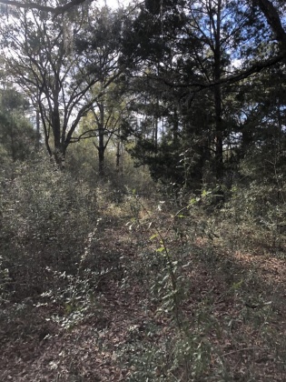 Ponce De Leon, Florida 32455, ,Land,For Sale,Shaver,865467