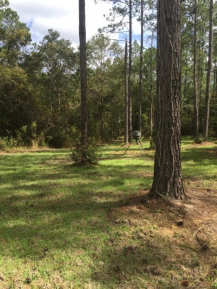 Bonifay, Florida 32425, ,Land,For Sale,Hawthorne Rd,865594