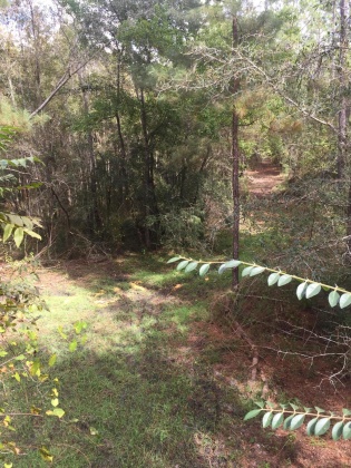 Bonifay, Florida 32425, ,Land,For Sale,Hawthorne Rd,865594