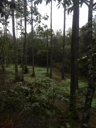 Bonifay, Florida 32425, ,Land,For Sale,Hawthorne Rd,865594