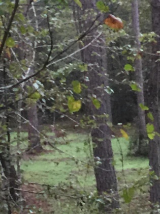 Bonifay, Florida 32425, ,Land,For Sale,Hawthorne Rd,865594