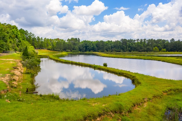 Jay, Florida 32565, ,Land,For Sale,Wells Pond,865733