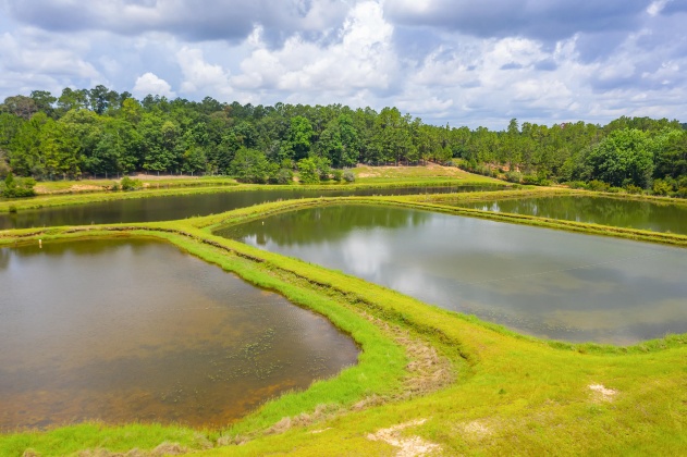 Jay, Florida 32565, ,Land,For Sale,Wells Pond,865733