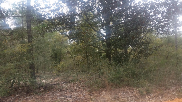 Defuniak Springs, Florida 32433, ,Land,For Sale,Nowling Road,865731