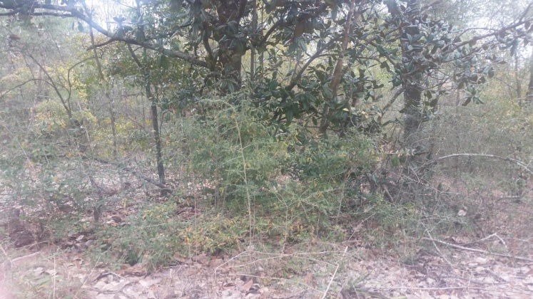 Defuniak Springs, Florida 32433, ,Land,For Sale,Nowling Road,865731