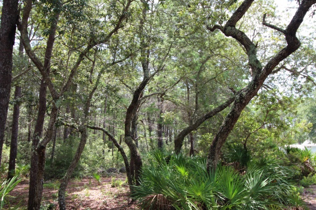 Santa Rosa Beach, Florida 32459, ,Land,For Sale,Turtle Creek,853912