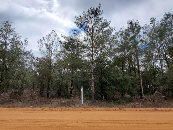 Defuniak Springs, Florida 32433, ,Land,For Sale,Passion Flower,866000