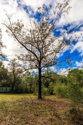 Crestview, Florida 32539, ,Land,For Sale,O'Brian,858979