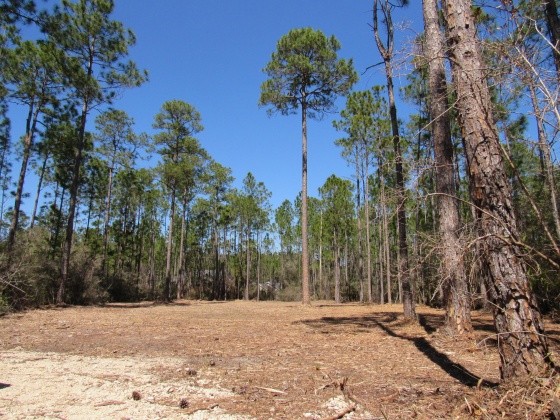Freeport, Florida 32439, ,Land,For Sale,Fisherman's Run,866332