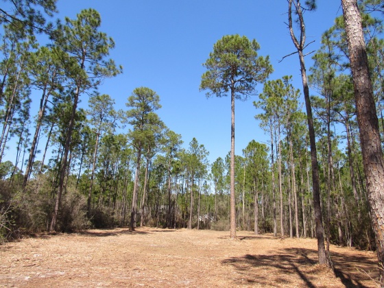 Freeport, Florida 32439, ,Land,For Sale,Fisherman's Run,866332