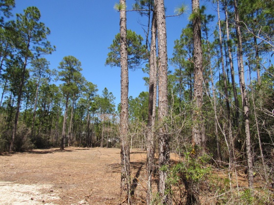 Freeport, Florida 32439, ,Land,For Sale,Fisherman's Run,866332
