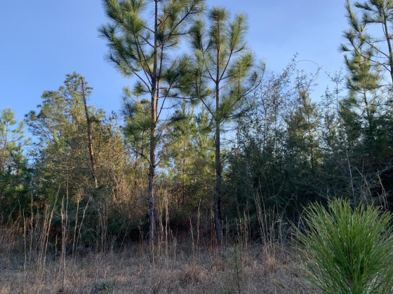 Milton, Florida 32570, ,Land,For Sale,Munson Hwy,866495