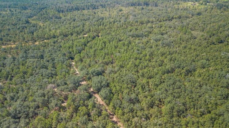 Caryville, Florida 32427, ,Land,For Sale,UNION HILL,866896