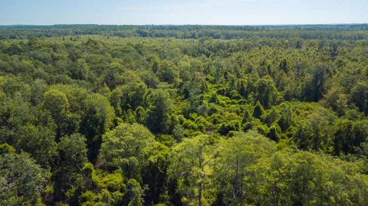 Caryville, Florida 32427, ,Land,For Sale,UNION HILL,866896