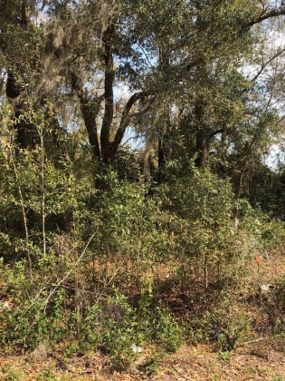 Freeport, Florida 32439, ,Land,For Sale,Justin,867028