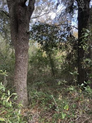 Freeport, Florida 32439, ,Land,For Sale,Justin,867028