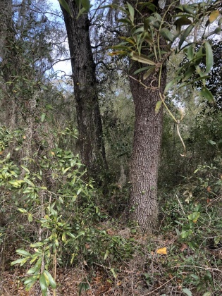 Freeport, Florida 32439, ,Land,For Sale,Justin,867028