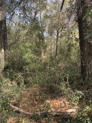 Freeport, Florida 32439, ,Land,For Sale,Justin,867028