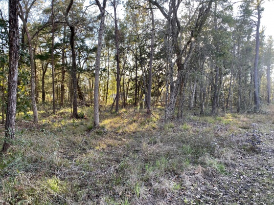 Freeport, Florida 32439, ,Land,For Sale,Pinelog,865572