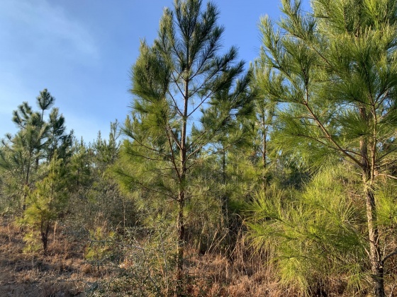 Milton, Florida 32570, ,Land,For Sale,Munson Hwy,867276