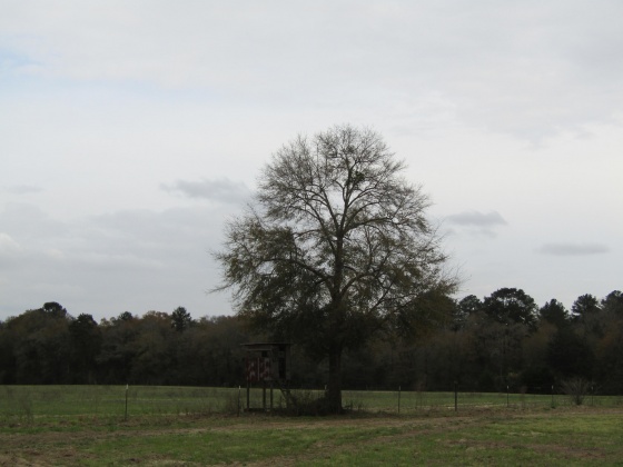 See Remarks, Alabama N/A, 3 Bedrooms Bedrooms, ,2 BathroomsBathrooms,Residential,For Sale,County Road 10,867268